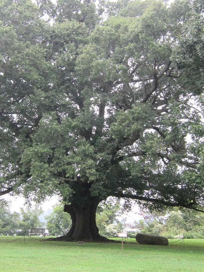 390 Year old Willow Oak